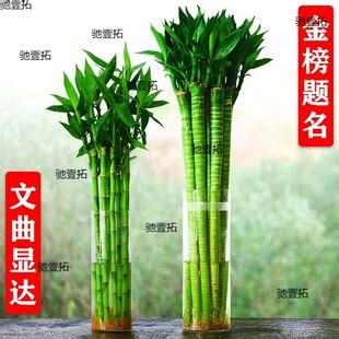 文昌竹數量|【文昌竹數量】文昌竹數量大公開！數量對了富貴臨門、運勢旺到。